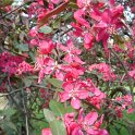 Malus x purpurea 'Eleyi' P28 (2)